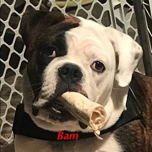 Meet your Posher, Albert